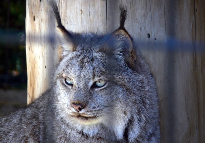 A lynx is one of the rarer animals at the Maine Wildlife Park in Gray. All the animals at the park were injured and couldn’t survive in the wild or were confiscated as illegal pets.