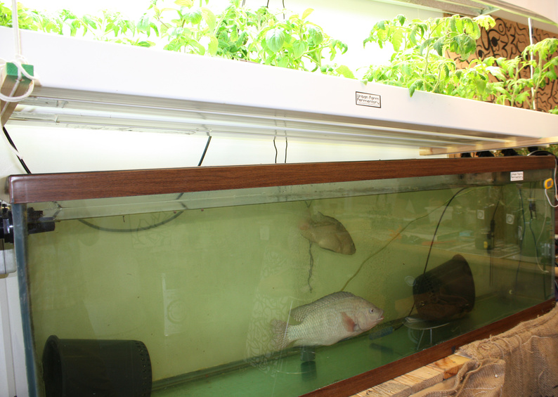 A male and female tilapia swim in a tank at the Urban Farm Fermentory. The nutrient-rich water from the fish tank is pumped into the hydroponic garden above and fertilizes the growth of the plant. Eventually, the UFF plans to sell live tilapia to restaurants.