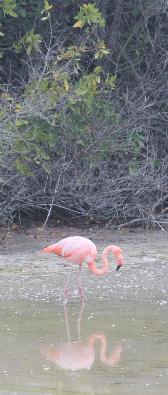 An American flamingo feeds in a lagoon on Isabela, the largest island in the Galapagos archipelago.