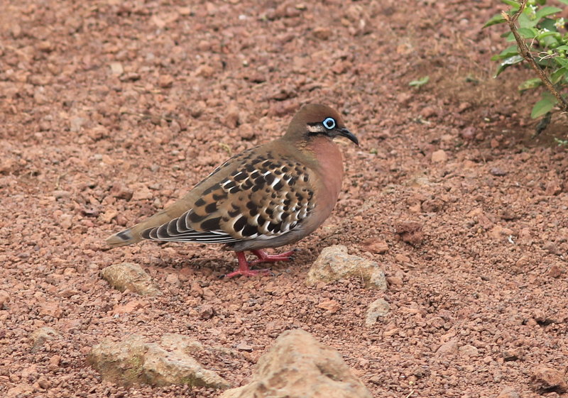 A Galapagos dove was among the birds spotted at a higher altitude on Santa Cruz.