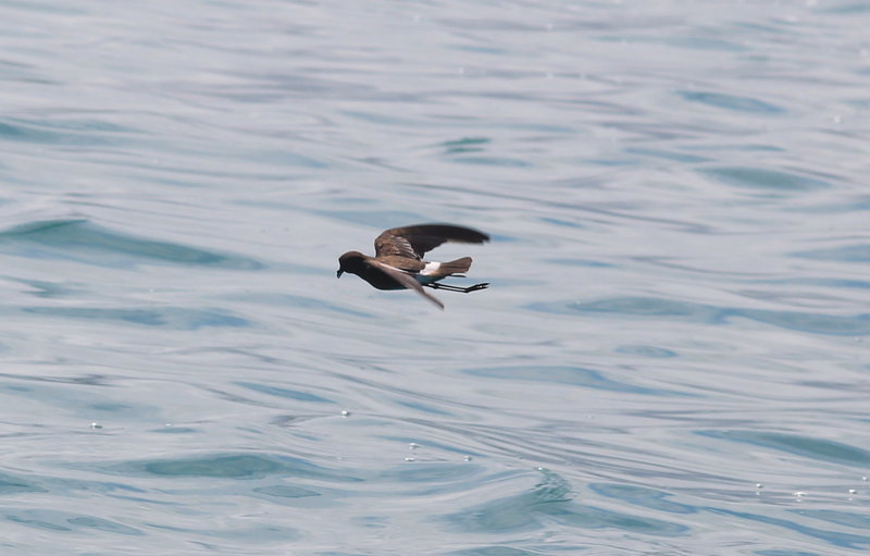 An Elliot’s storm petrel flies by a boat carrying the group from Colby College.