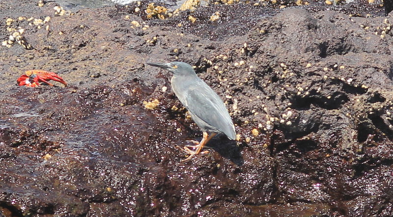 A lava heron near the shore of Bartholome, an arid island in the Galapagos.
