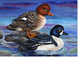 Duck stamp painting by Lena Champlin, 17, a senior at Greely High School.