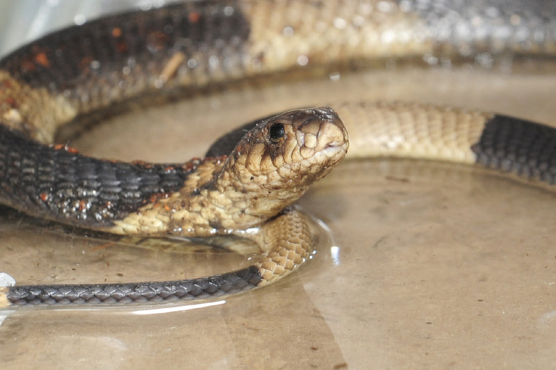 Nearly a week after escaping from its enclosure at the Bronx Zoo, an elusive Egyptian cobra was back at home Thursday. It was found coiled in a dark corner of the reptile house.