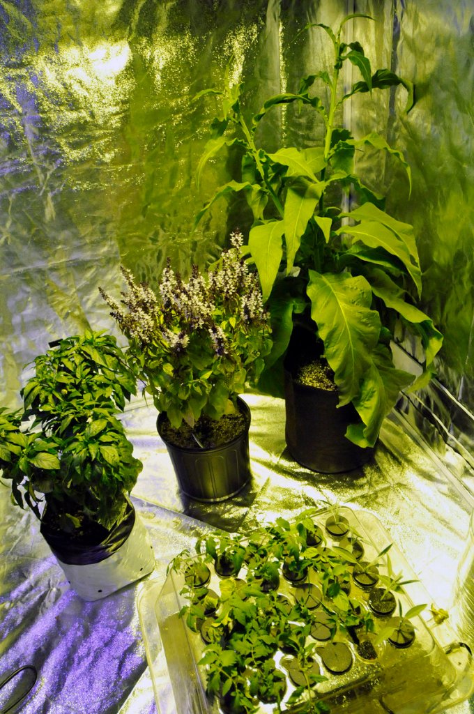 Logan uses tobacco, peppers and basil in a growing hut for demonstrations.