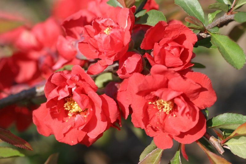 Flowering quince “Iwai Nishiki,” which attracts hummingbirds and has deep-red double blooms