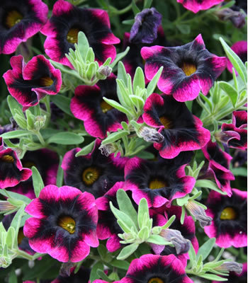 The stunning “Blackberry Punch,” which is a new Calibrachoa
