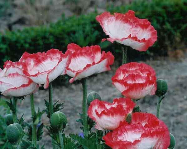 Papaver “Place Pigalle,” a member of the Oriental poppy family