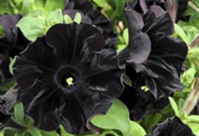“Black Velvet” petunias