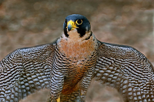Learn about falcons, like the peregrine shown here, and owls at a talk by Patrick Keenan of the BioDiversity Research Institute, at noon on Tuesday at Merryspring Nature Center in Camden. Admission is free for Merryspring members and children, $5 for non-members. For more information, call 236-2239 or visit the website, www.merryspring.org.