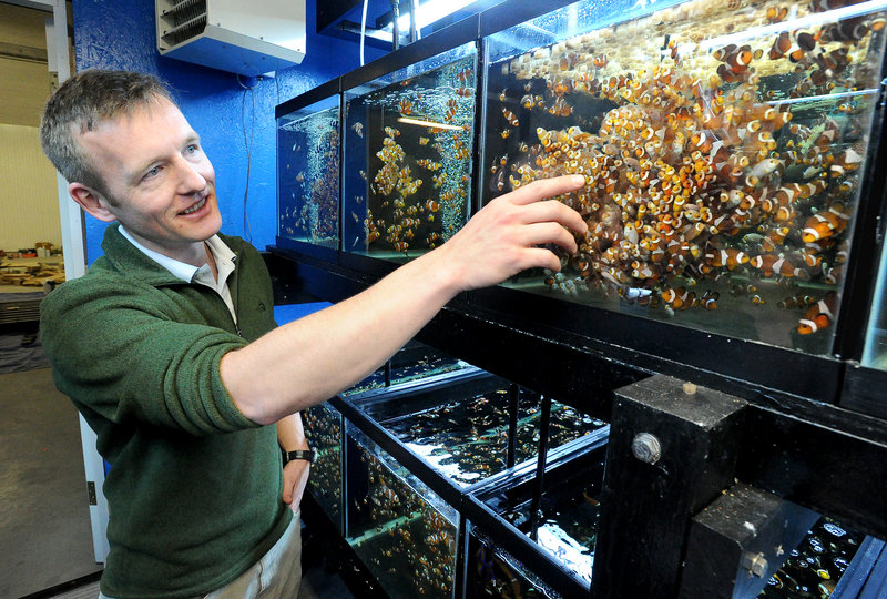 Soren Hansen, president of Sea and Reef Aquaculture in Franklin, points to a tank of clownfish. "A lot of these fish are being driven towards extinction, and if we can learn how to raise them, we can preserve them," he said.