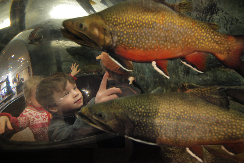 Asa Paul, 4, of Topsham examines trout from a bubble inside an aquarium Saturday.