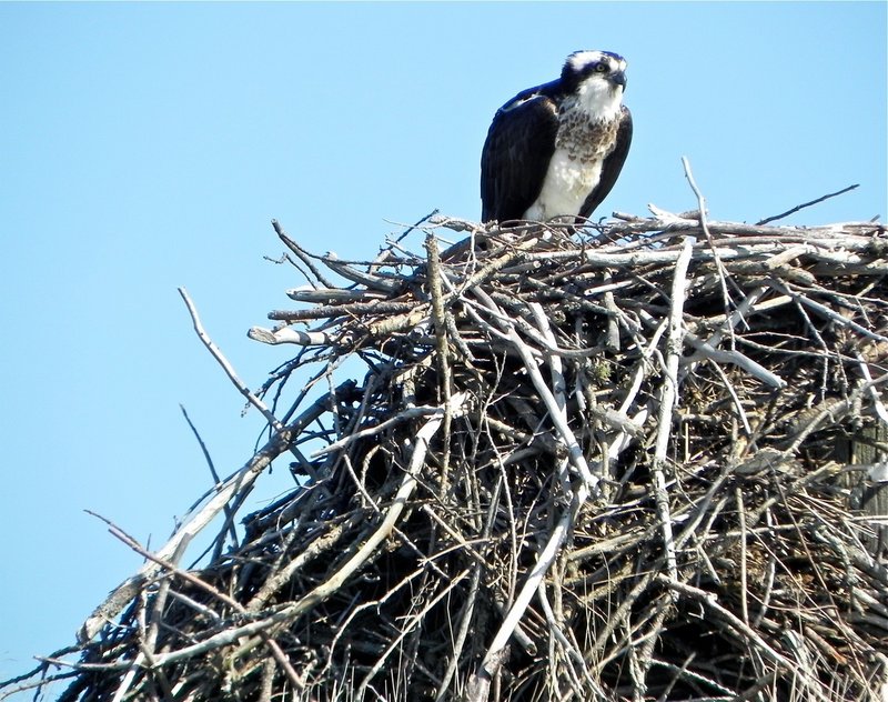 River sights include a newly returned osprey guarding its nest on piling.