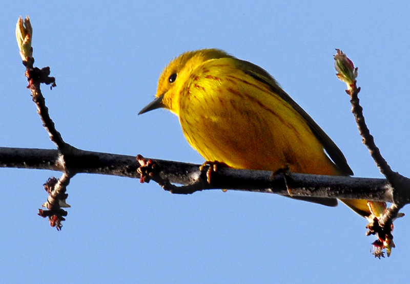 Providing more habitat for birds like this yellow warbler is a key to conserving them.