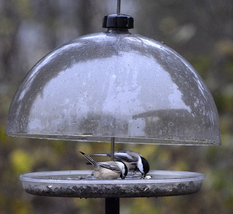 Chickadees enjoy a feast in a covered feeder that protects the food and birds from the rain and from larger creatures. Feeding birds is a proven way to increase their survivorship.