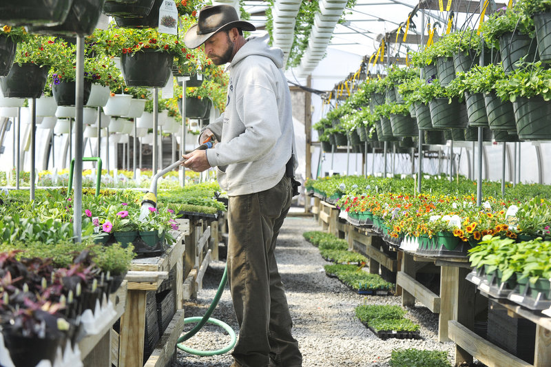Mark McGarity waters plants in one of the greenhouses.