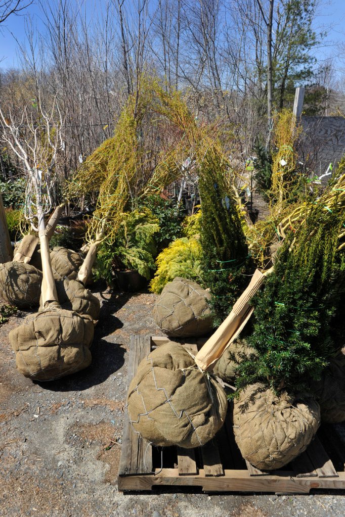 Trees and shrubs, ready for planting, at Broadway Gardens.