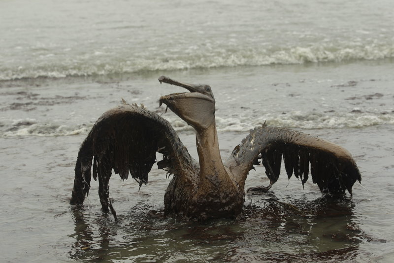 A brown pelican tries to raise its wings on a Louisiana beach last June after being coated in oil from the Deepwater Horizon spill. The petroleum industry and Republicans in Congress have been pushing for more permits for deep-water wells, but critics say the industry’s corporate culture still poses a threat to safety.