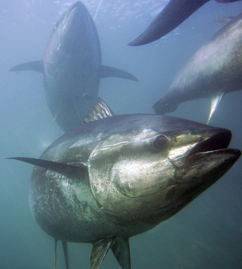 Bluefin tuna swim at a fish farm near Ensenada, Mexico. A study says more than 40 species of Mediterranean fish could soon disappear.