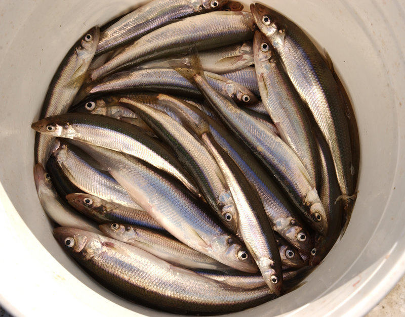 Rainbow smelt are found in Maine’s landlocked waterways, inhabiting lakes and ponds, and they also inhabit Maine’s saltwater bays and estuaries.