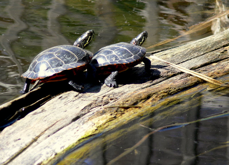 Two turtles bask in the spring sun at the Maine Wildlife Park. It took some ice and snow removal, but the park made its school vacation opening date.