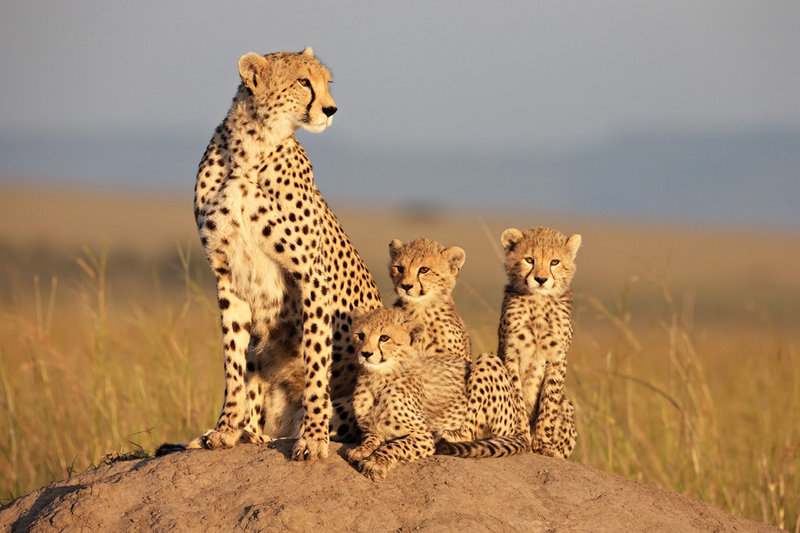 Sita raises her cheetah cubs as a single mom on the Kenyan savanna in "African Cats." Samuel L. Jackson narrates.