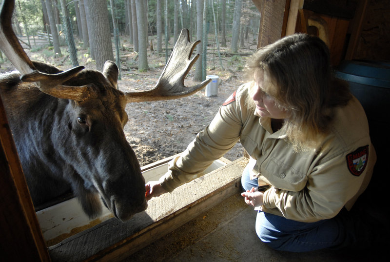 This photo, taken at the Maine Wildlife Park in Gray, does two things right. First, the two subjects – the moose and the woman – are both offset. Second, they are interacting.