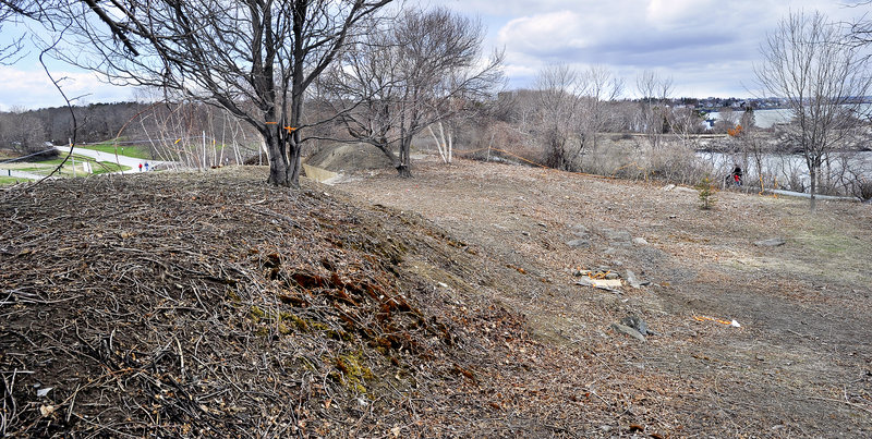 Removing invasive plants from Fort Williams Park for a planned arboretum revealed the presence of the New England cottontail rabbit, a species listed as endangered by the state in 2007.