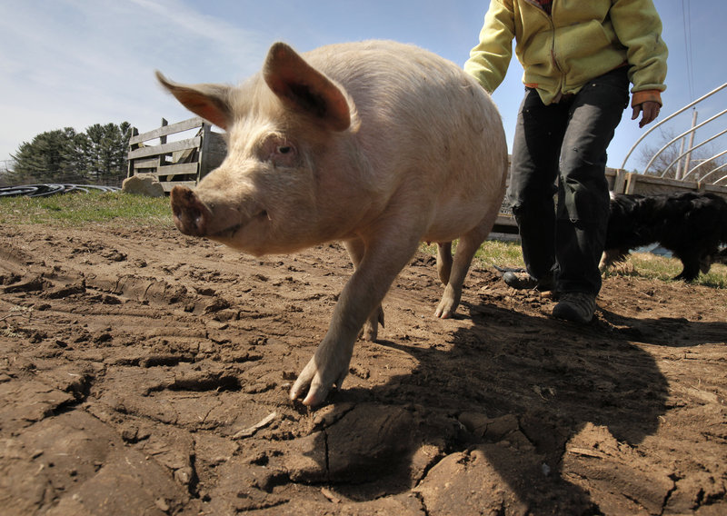 Beth Schiller coerces a sow back to her pen Friday at Dandelion Spring Farm in Newcastle. Schiller said she has to make an appointment more than a year ahead to get a slaughter date, one of the hurdles she faces as a small-scale farmer in Maine.