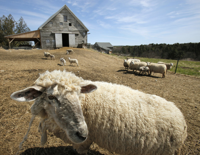 Sheep are raised on Dandelion Spring Farm in Newcastle. Deregulation advocates say laws are holding farmers back from meeting the rising demand for locally grown and produced food. The challenge will be to ensure food safety while allowing innovation.