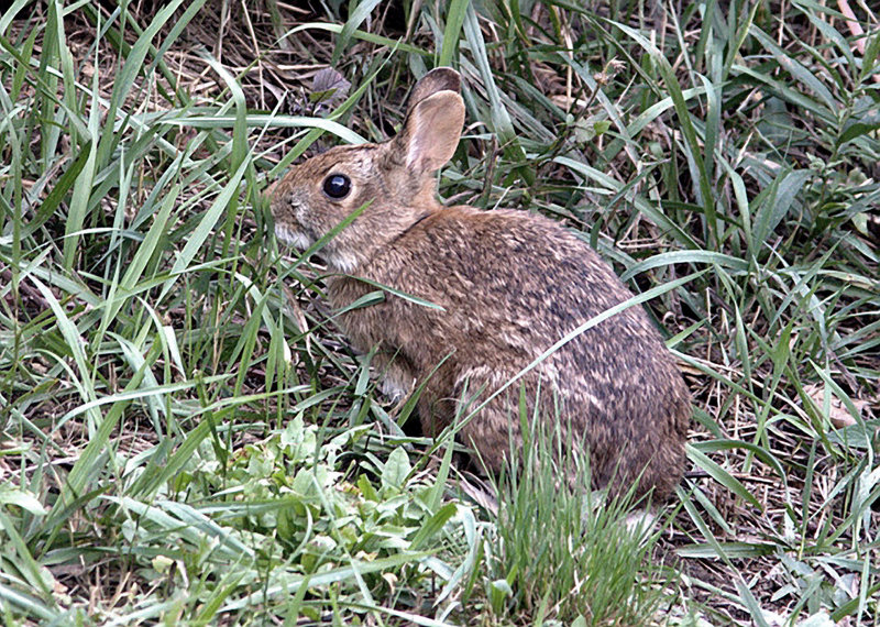 Photo shows a New England cottontail rabbit. An agreement between New Hampshire and the U.S. Fish and Wildlife Service aims to restore habitat for the rabbit.