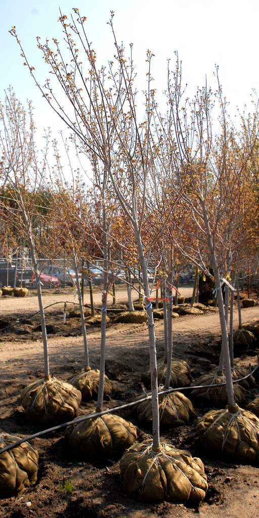 Trees await planting at a Maine garden center: This is the day for it.