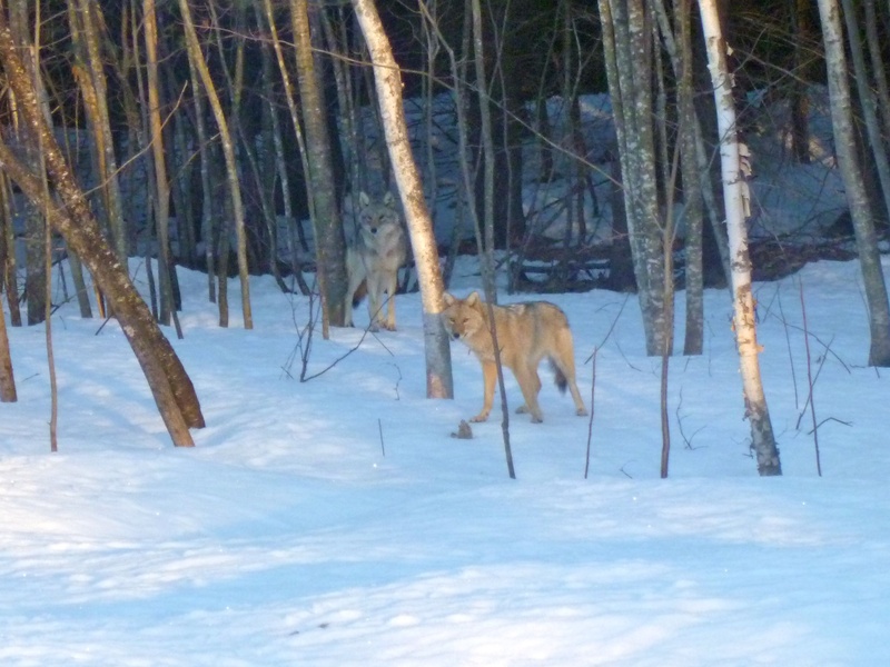 Coyotes visit a backyard in Vassalboro. Those who blame coyotes for the loss of deer are wrong, readers say.
