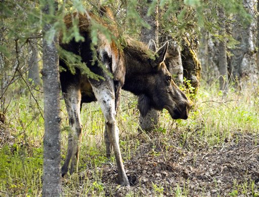 In this May 22, 2011 photo provided by Caren della Cioppa, a moose is seen on della Cioppa's property in Palmer, Alaska. Della Cioppa, 65, is the latest Alaskan hurt in a spike of moose attacks in southcentral parts of the state this year. Della Cioppa and a girl were struck just five days apart this month. (AP Photo/Caren della Cioppa)