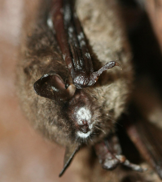 A 2010 photo shows a hibernating little brown bat in Pennsylvania, with white-muzzle typical of white-nose syndrome. The fungus that causes white-nose has spread to 16 states and three Canadian provinces.