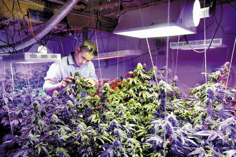 Robert Rosso, a state-licensed medical marijuana grower, inspects one of his plants under multi-colored LED grow lights in his grow room. U.S. Attorney Thomas Delahanty says the feds may go after individuals and groups who engage in "unlawful manufacturing and distribution" of pot, even if those activities are legal under state law.