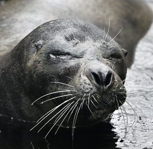 Smoke, one of the oldest harbor seals in captivity in the U.S., swims at the New England Aquarium in Boston Thursday, May 19, 2011. (AP Photo/Elise Amendola)
