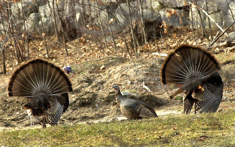 Tom turkeys court a hen. The wild turkey population in Maine has grown to an estimated 60,000 birds, now found as far north as Portage, just south of Fort Kent.