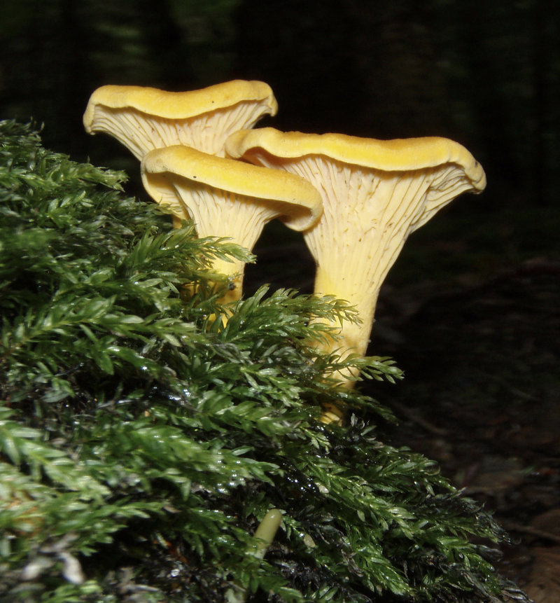 The chanterelle, above, is the most commonly eaten wild mushroom in Maine.