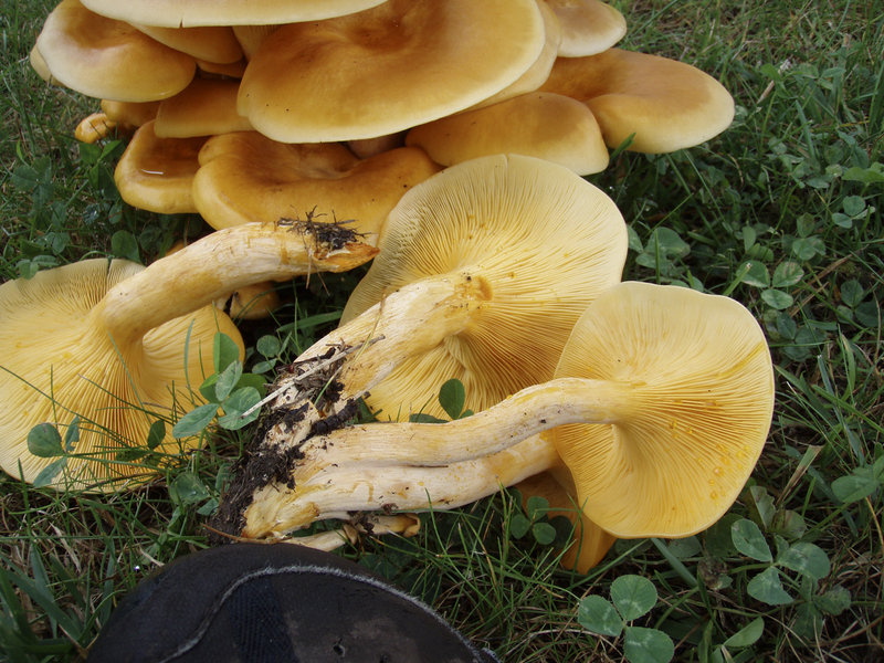 This is the toxic jack-o'-lantern mushroom. It is sometimes mistaken for the popular and edible chanterelle.