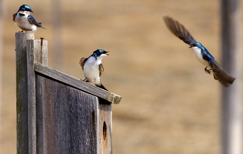 Tree swallows wrangle over a nesting box at the Scarborough Marsh. Eastern bluebirds and tree swallows also compete over nest boxes, and if homeowners position boxes correctly they might attract both types of birds.