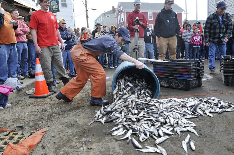 Mike Peters of Boothbay dumps fish on the street in preparation for the bait shoveling competition.