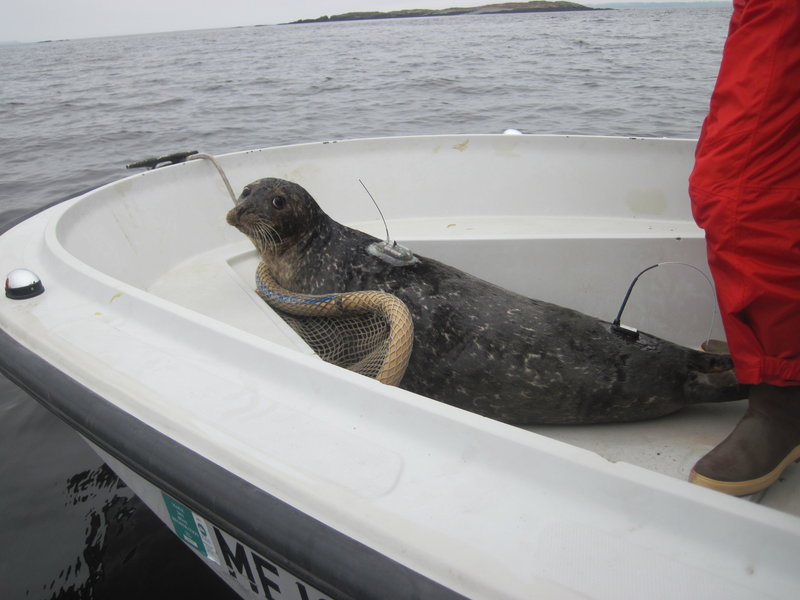 A captured harbor seal is ready to head back into the ocean with a transmitter fixed to its coat. A survey, the first such study in a decade, will help to estimate populations.