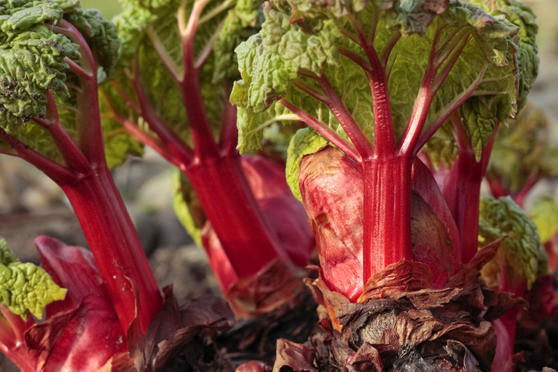 Lucky gardeners may find rhubarb among the offerings at plant sales.