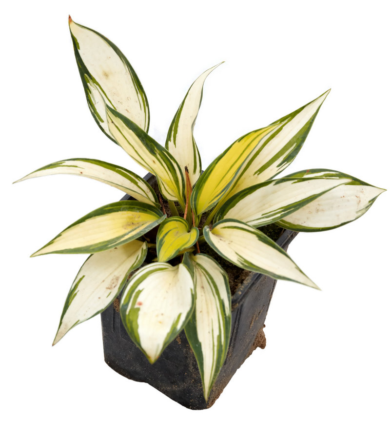 A hosta plant is a good investment -- it tends to spread wherever it's planted.