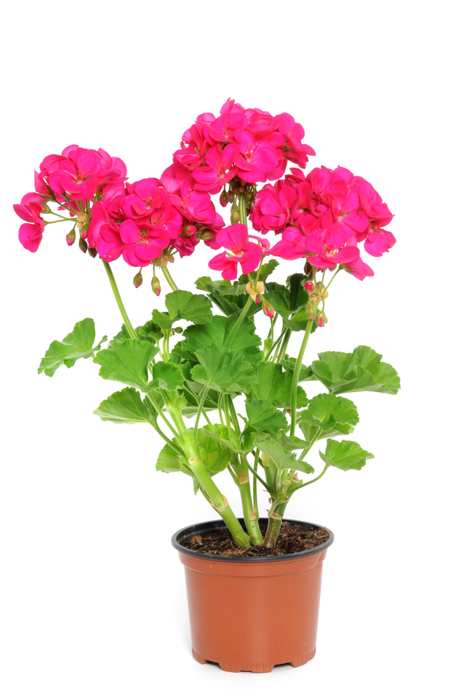 Geraniums are a staple of plant sales.