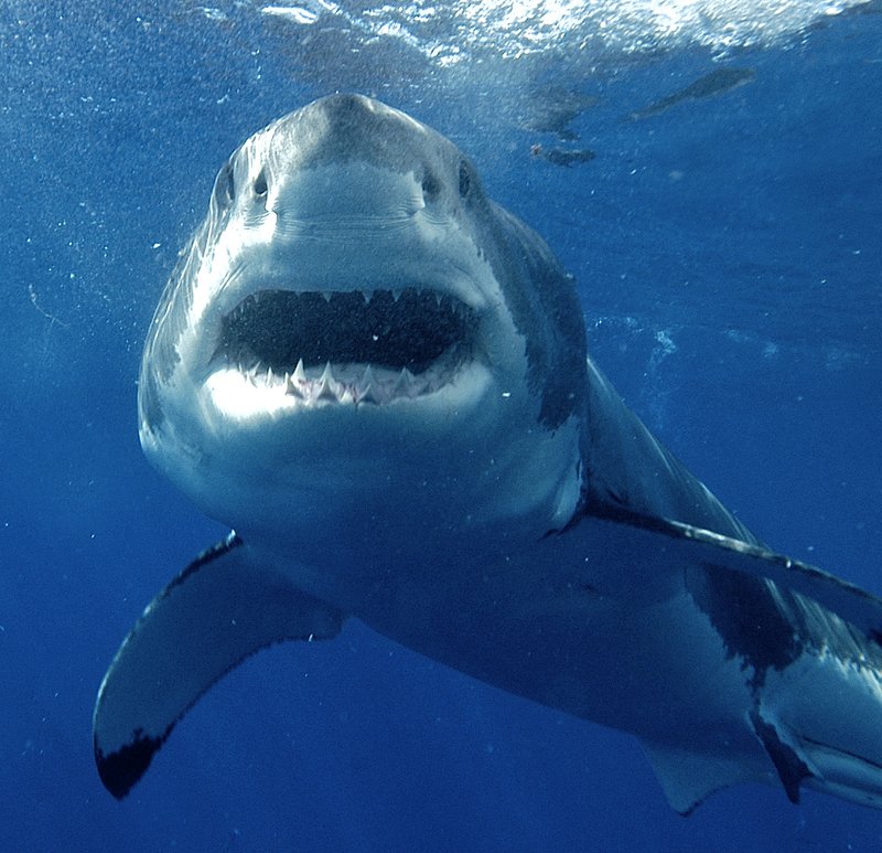 Since sharks travel the globe, conservationists have found it difficult to identify their home waters and whether they’re in danger of being overfished.