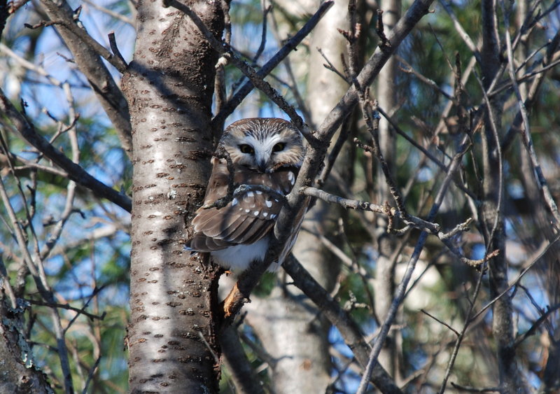 Learn about the owls that live in the Maine woods and experience the thrill of seeing an owl on Friday at 7 p.m. at Viles Arboretum in Augusta.