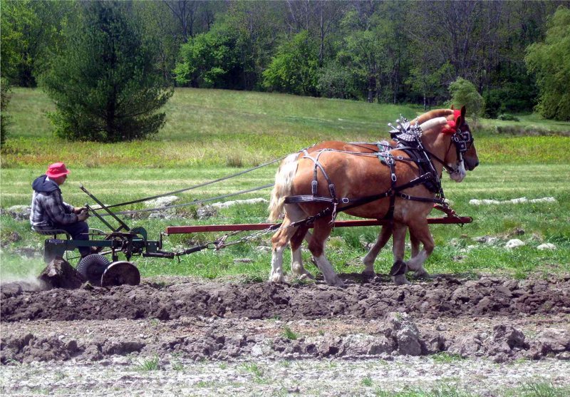 Sonny Richards and his Belgians show how it's done at last year's Plow Day. This year's Plow Day in North Yarmouth, set for Saturday, will feature demonstrations and rides.