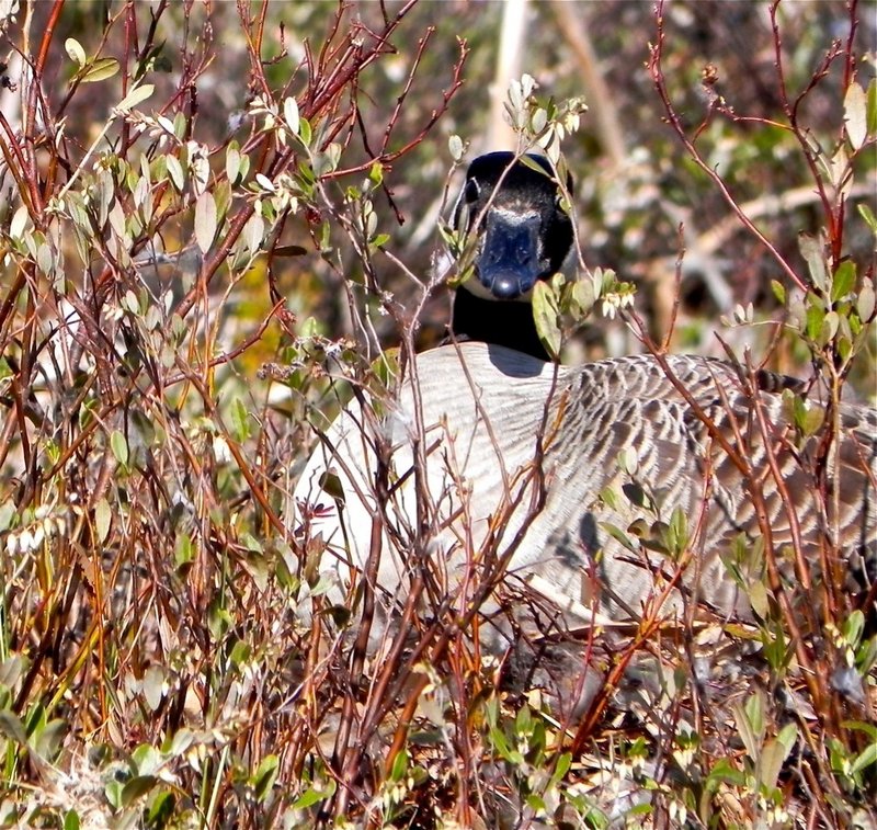 A Canada goose sits on its nest in the area around Lake St. George.